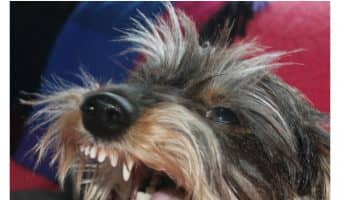 Dog attacks can be dangerous and deadly, but they rarely occur. Here are some ways to avoid and survive those rare occurrences of dog attacks, and why they happen in the first place.