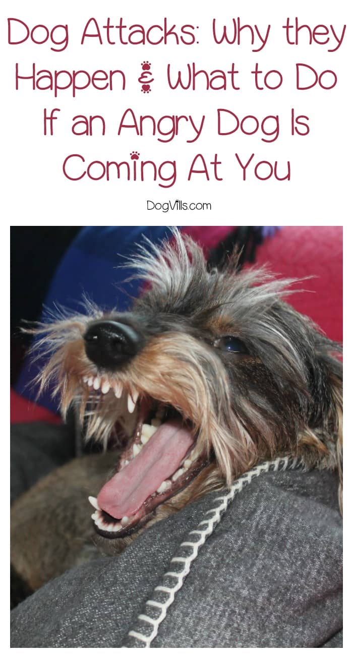 how to your not to attack other dogs attacks how to avoid and survive them dogvills how to your not to attack other dogs attacks how to avoid and survive them dogvills