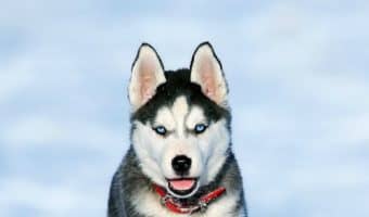 Is there a dog that looks like a husky but small? There's one in particular that comes to mind! Read on to find out the name and traits of this small husky look-alike!