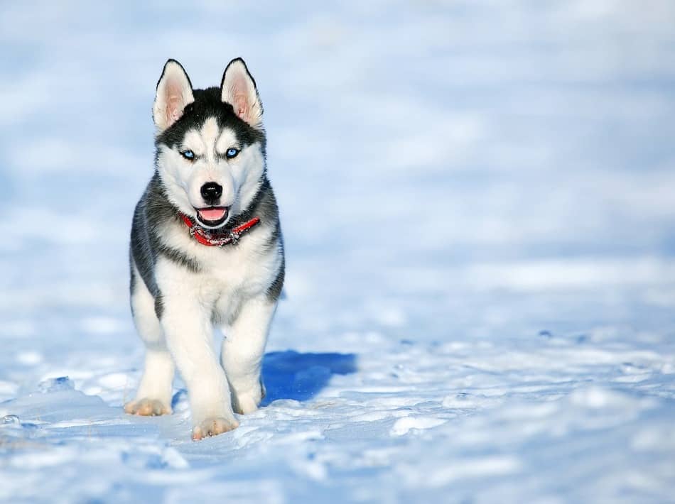 small dog breed that looks like a husky