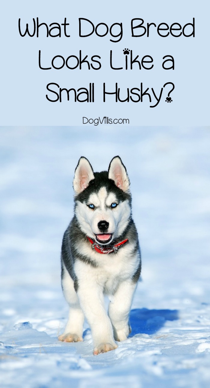 small dog breed that looks like a husky