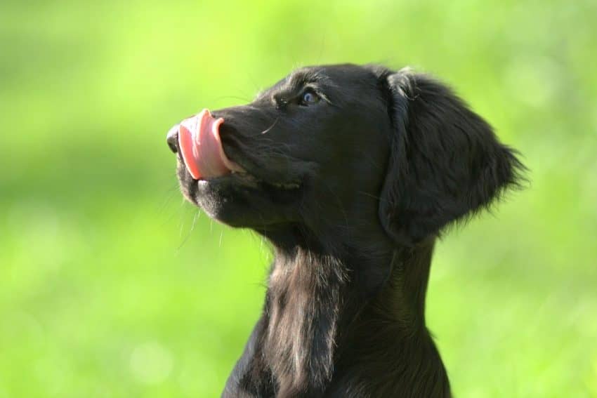 Whether you love muffins, gumdrops, coffee or martinis, there’s a name out there that is perfect for your dog! I have listed over 100 food names for dogs for you to choose from!