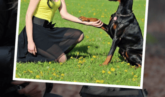 If you don't know how to properly train a dog, is it better to hire a professional trainer or to take classes and figure our dog obedience training as you go along? Find out the answer!