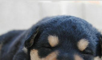 You want to play with your new bundle of fur, but your pup is zonked out for hours on end. Just how many hours a day does a puppy sleep??? Turns out, a lot! If you're worried that your new pup is sleeping too much (or not enough), read on to learn everything you ever wanted to know about puppy sleep habits!