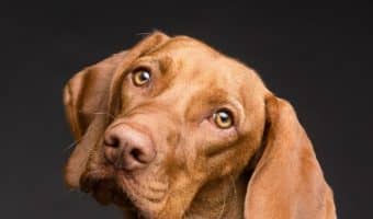 When you have a clingy dog, it's easy to get annoyed with him. However, remember that a clingy dog is a happy dog. So take action and work to change his behavior rather than just be annoyed. These tips can help you reduce the demands on you from your clingy dog.