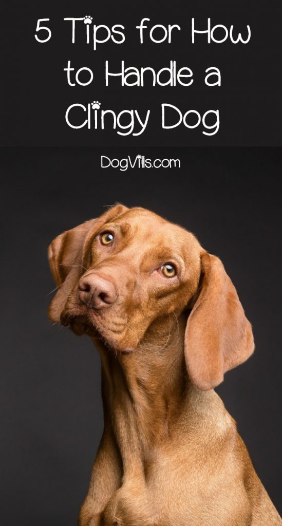 5 Tips for How to Handle a Clingy Dog DogVills