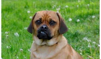 What is the most handsome crossbreed dog you've ever seen? We couldn't pick just one, so we picked 10! Check out these adorable mixes!