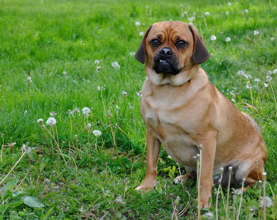 Top 10 Most Handsome Crossbreed Dogs You've Ever Seen DogVills