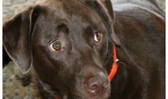 Is it wrong to have a dog neutered? Short answer: no. Read on for the common myths and truths about spaying or neutering your dog!