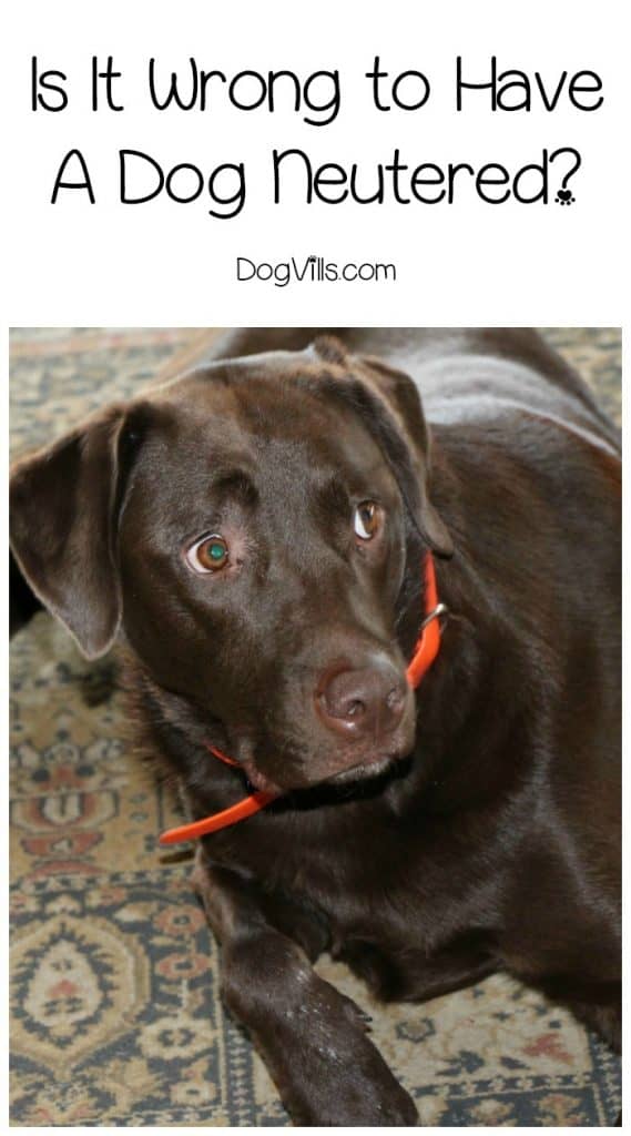Is It Wrong to Have a Dog Neutered? DogVills