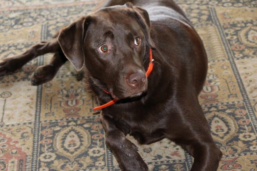 Treating separation anxiety in dogs isn't just vital to your pup's well-being, it's important to your entire family dynamic. Learn to recognize the signs of separation anxiety and how to help your pooch!