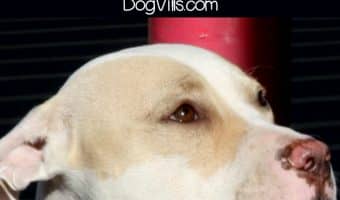 What's the best way to train a stray dog that’s really shy and overprotective? Read on for our tips on helping a shy stray become loving and loyal!