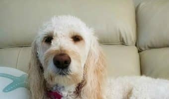 Does your dog suffer from WCCS or "wild child canine syndrome?" You need these effective training methods so you too can learn how to train a dog to settle down! Check them out!