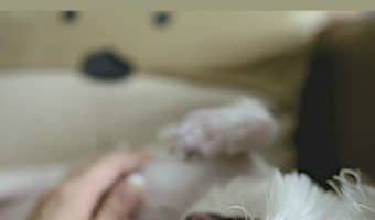 Today, we're answering the question: "My dog rolls over on his belly and bites me when I rub his belly. Why does she do this?" Find out all about this strange dog behavior!