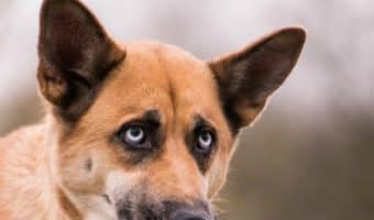 Why dog dogs eat poop? How do you break them of this gross habit? Find out everything you ever wanted to know (and some things you didn’t) about dogs eating poop!