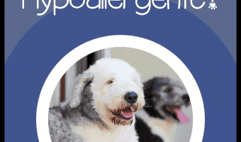 Are Old English Sheepdogs Hypoallergenic? We’ll give you that answer, as well as everything you need to know about OES temperament, health, and care! Let’s check it out!