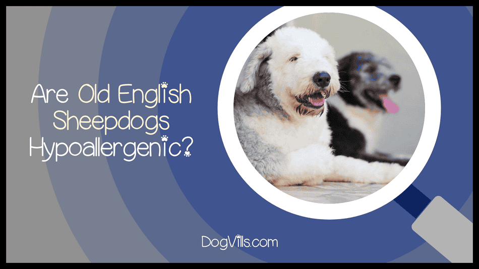 Are Old English Sheepdogs Hypoallergenic Dogvills