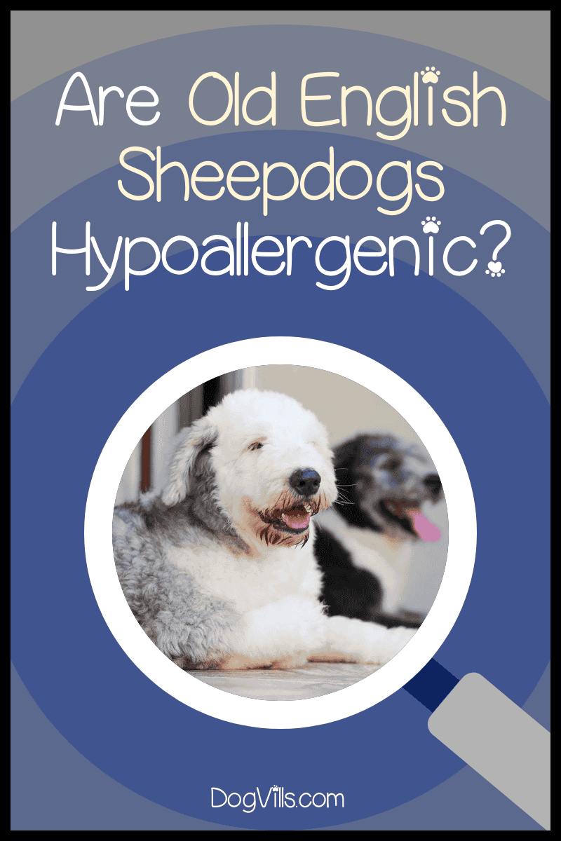 Old English Sheepdogs Hypoallergenic 