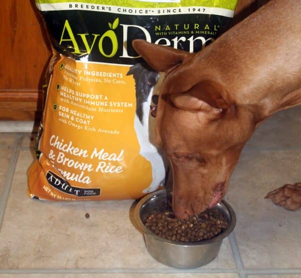 AvoDerm Dog Food Review 5 Reasons Why This is the Food for Us!