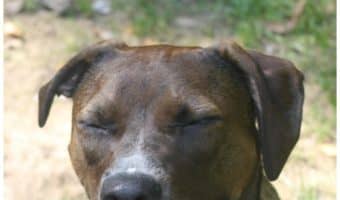 Looking for an amazing high-quality dog food for your pup? Check out my AvoDerm dog food review to find out why it's such a huge hit with both my pit bull mix and my high-energy Pharaoh Hound!