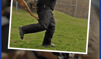 What are the best ways to defend yourself from an attack by an unleashed charging dog? Read on to learn what to do - and what not to do- when an unleashed dog attacks!