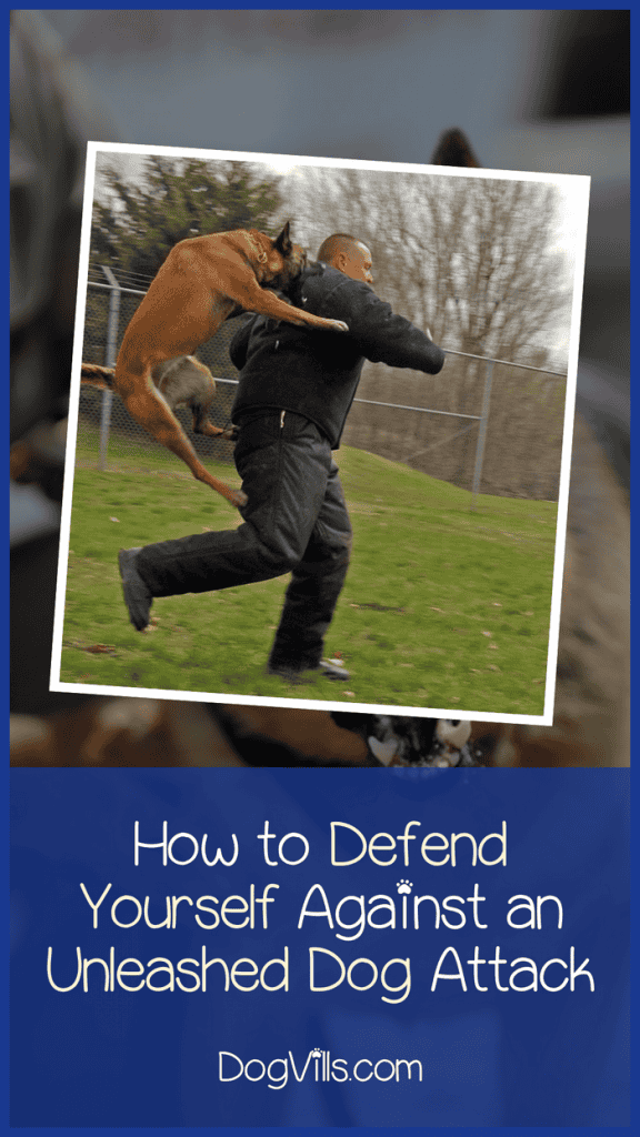 How to Defend Yourself Against an Unleashed Charging Dog? DogVills