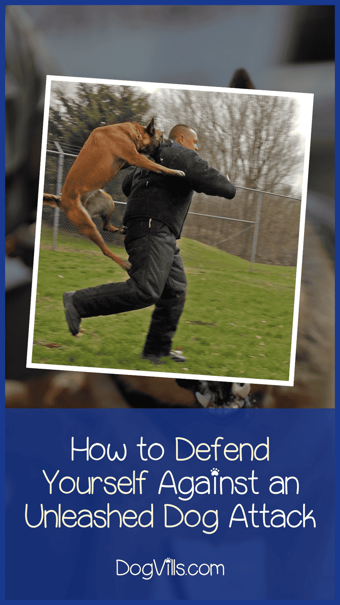 How to Defend Yourself Against an Unleashed Charging Dog? DogVills