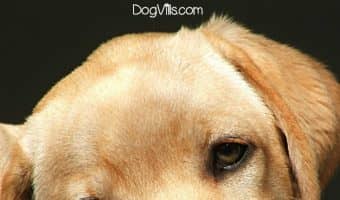 How do you teach your puppy to stop chewing their potty pads? What if they're also pulling on them like crazy? Read on for these easy dog training tips to help your puppy learn that potty pads aren't for playtime!