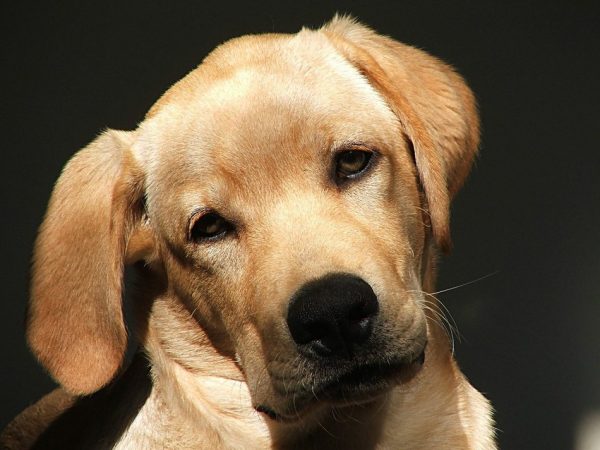 Wondering how to get a puppy to stop growling when you pick them up? This is not an uncommon complaint with pet parents. Check out the reasons why a puppy growls & some sensible solutions you can use to help curb the behavior.