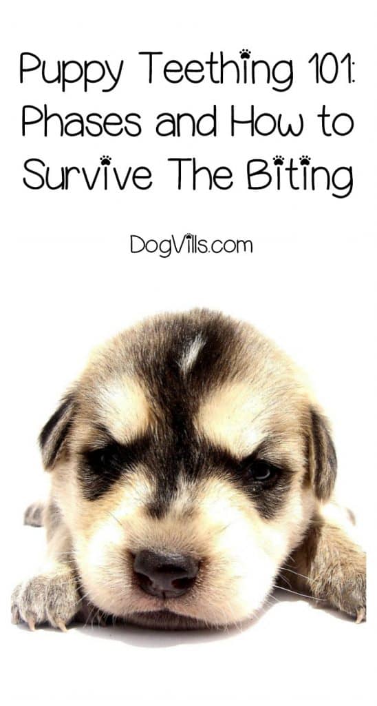Puppy Teething 101 How To Survive The Biting Stage DogVills