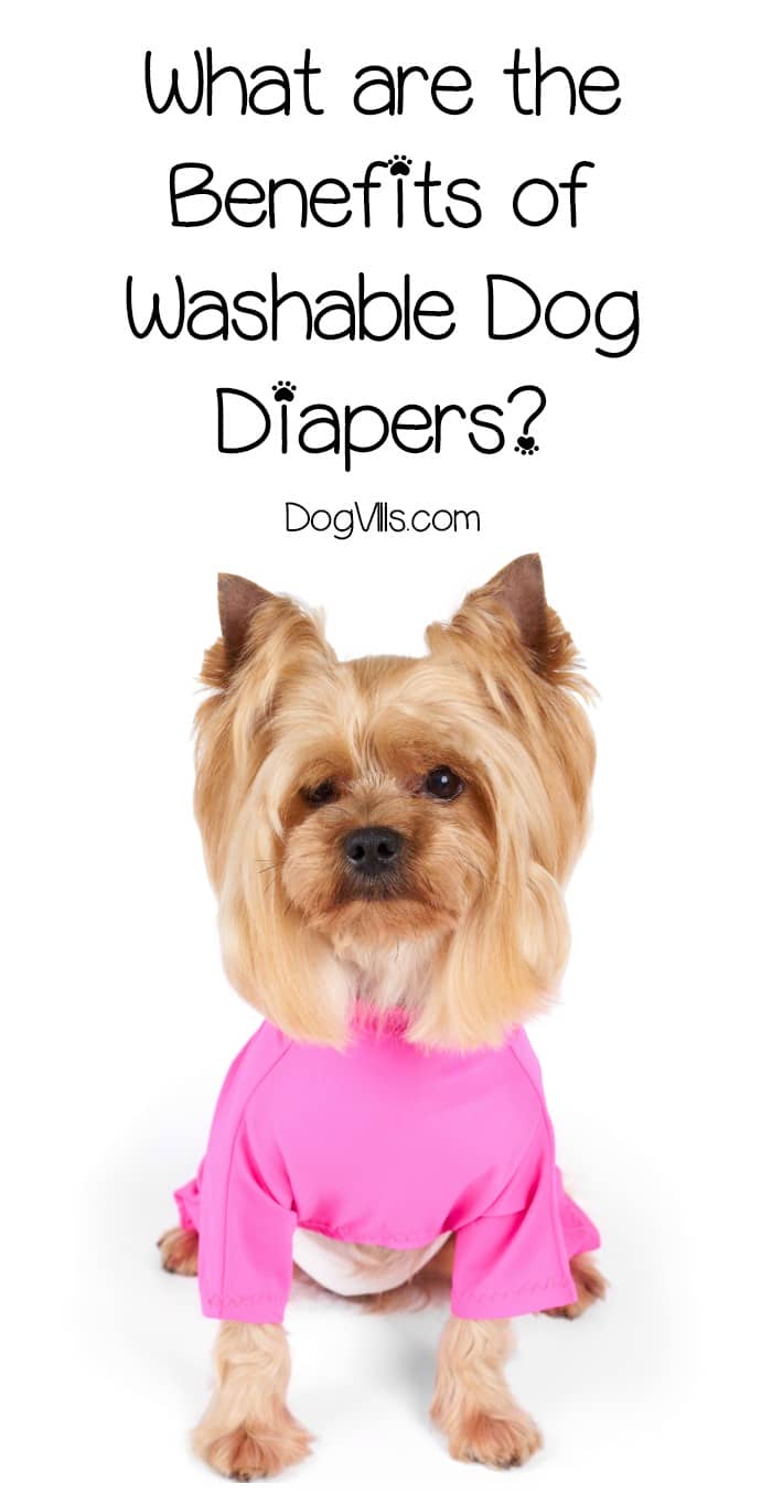 How To Make Washable Dog Diapers How To Make Washable Dog Diapers