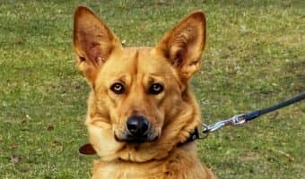 What is the Koehler method of dog training? Is it something you should consider for your pooch? Learn about the history and basics of this controversial method and decide for yourself.