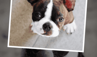 When you're planning your first road trip with your dog, there are a lot of things to consider! You want to figure these things about before you hit the road, not while you're driving down the highway! Check out these tips for your first-time road trip with your pup!