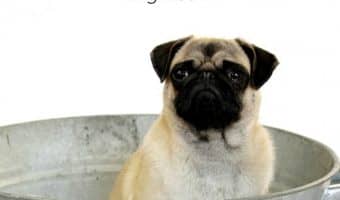 Having a hard time getting your pooch to let you give him a good scrub? The key is to make it an experience that he'll actually enjoy. Read on for our favorite tips on how to get your dog to love his bath!