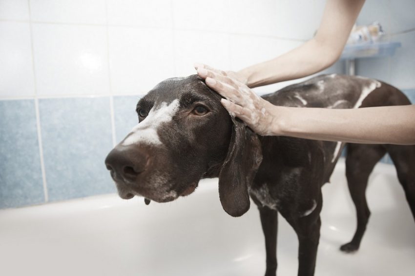 Having a hard time getting your pooch to let you give him a good scrub? The key is to make it an experience that he'll actually enjoy. Read on for our favorite tips on how to get your dog to love his bath! 