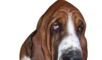 We all want our dogs to be relaxed around us, but what can we do if our dog is scared and anxious? Today, we're sharing five tips for nervous and fearful dogs that will help you overcome the problem.