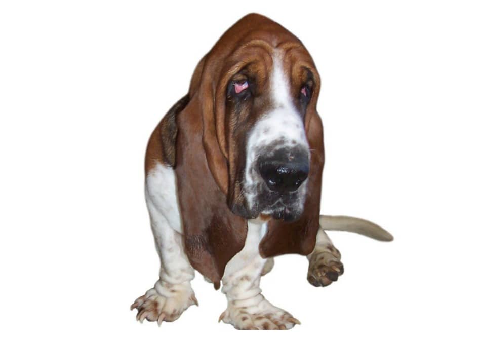 5 MustKnow Tips for Nervous and Fearful Dogs DogVills