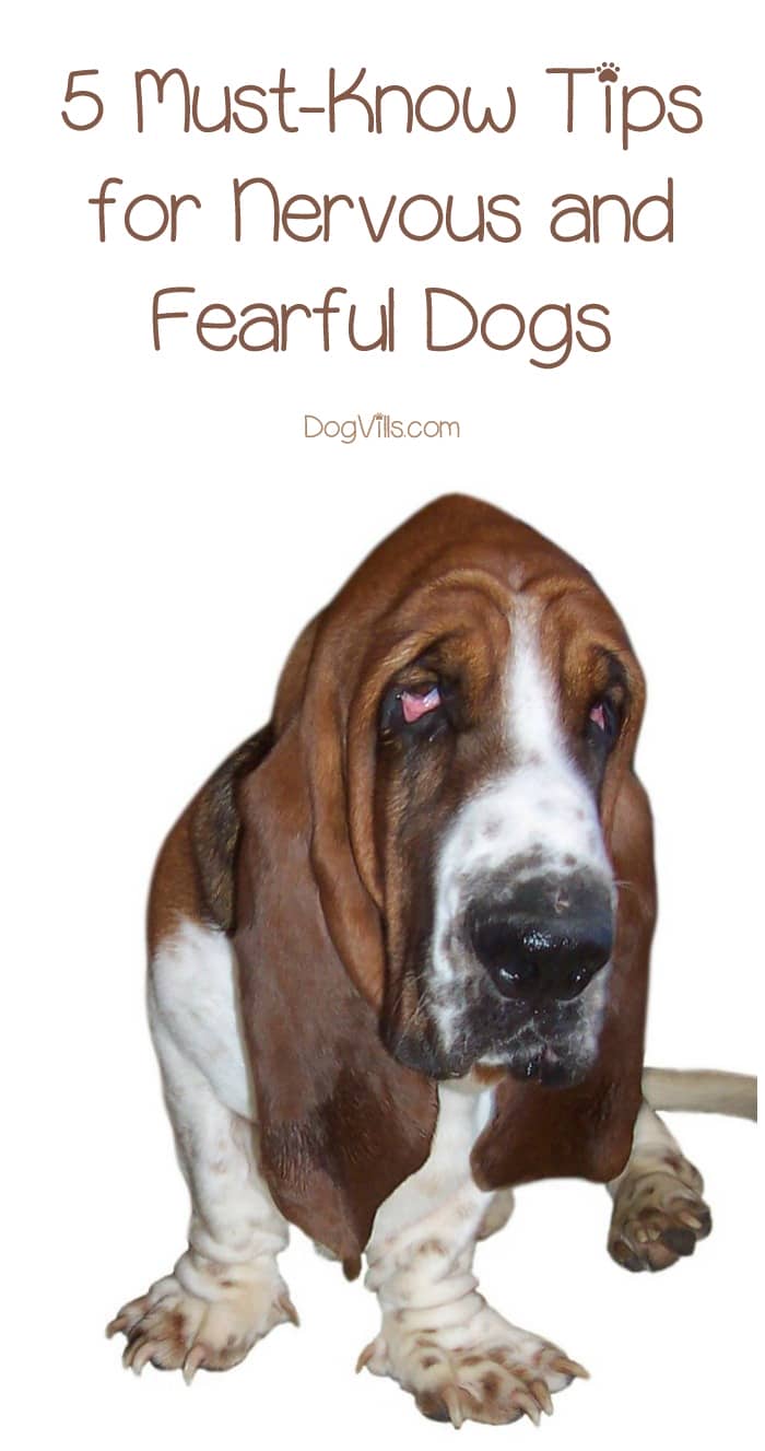 5 MustKnow Tips for Nervous and Fearful Dogs DogVills