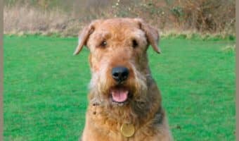 Anxiety is a big problem for some dog parents! These 6 remedies can help soothe dog anxiety and make life more manageable for both you and your pup!