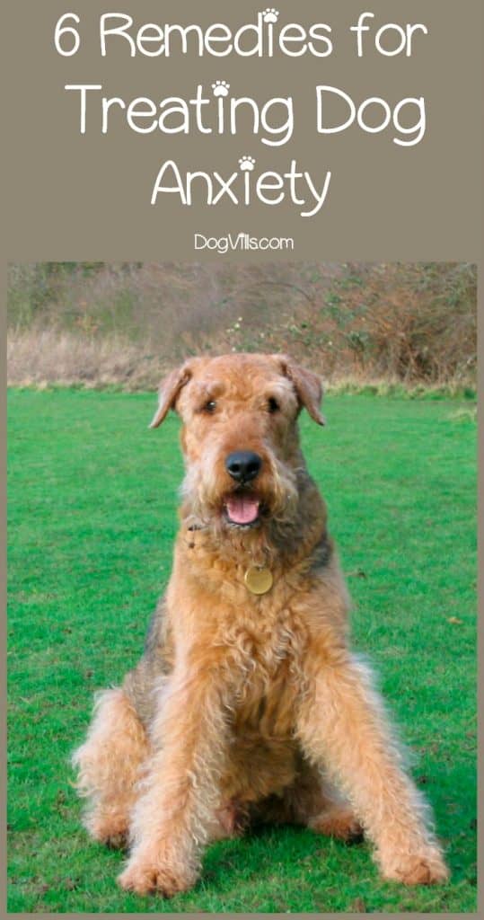 6 Easy Remedies for Treating Dog Anxiety DogVills