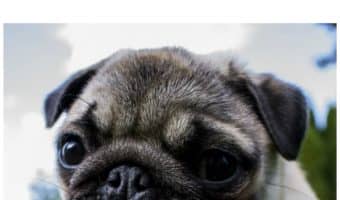 Learn how to find the best dental dog chew that will fulfill the natural chewing cravings of your pup, support clean teeth, fresh breath and good overall health.