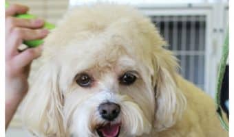 If you want to know how to groom an uncooperative dog, you've come to the right place. The basic gist of how to groom an uncooperative dog involves desensitization and lots of treats. It takes patience and time, but it's doable and will make both your lives so much better.