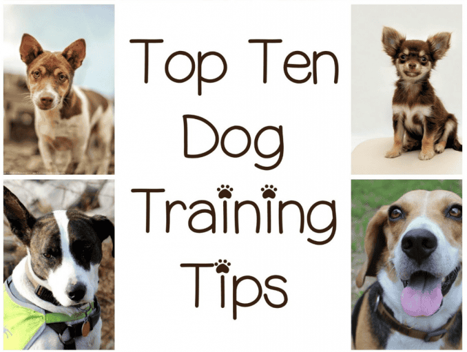 This Ebook Will Help You Get The MOST Out Of Your Dog’s Training