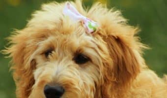Are Goldendoodles hypoallergenic? As you may know, the Golden part of the equation is NOT, yet the poodle part IS. So what happens when you combine the two? Find out the answer, along with everything you need to know about this popular hybrid dog breed!