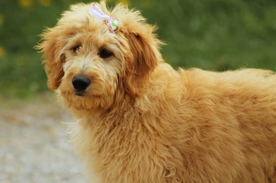 goldendoodle hypoallergenic