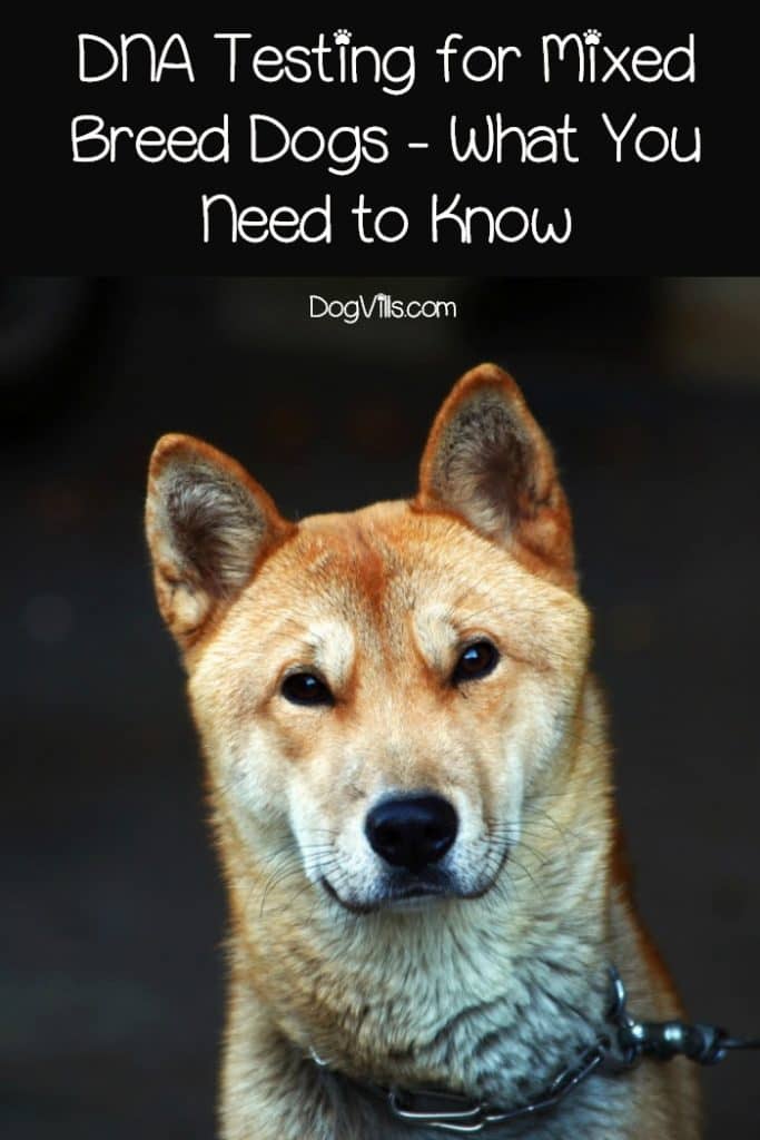 DNA Testing for Mixed Breed Dogs What You Need to Know