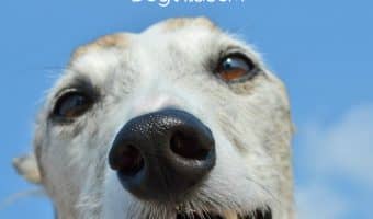 Looking for some fun and fascinating facts about Greyhounds? You might know that the Greyhound is the fastest breed, but do you know just how fast he can run? How about when he officially became recognized by the AKC? Read on for the answers to these fun facts and more!