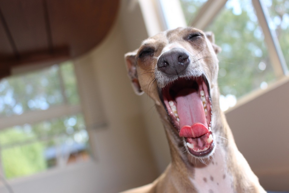 Looking for some fun and fascinating facts about Greyhounds? You might know that the Greyhound is the fastest breed, but do you know just how fast he can run? How about when he officially became recognized by the AKC? Read on for the answers to these fun facts and more!