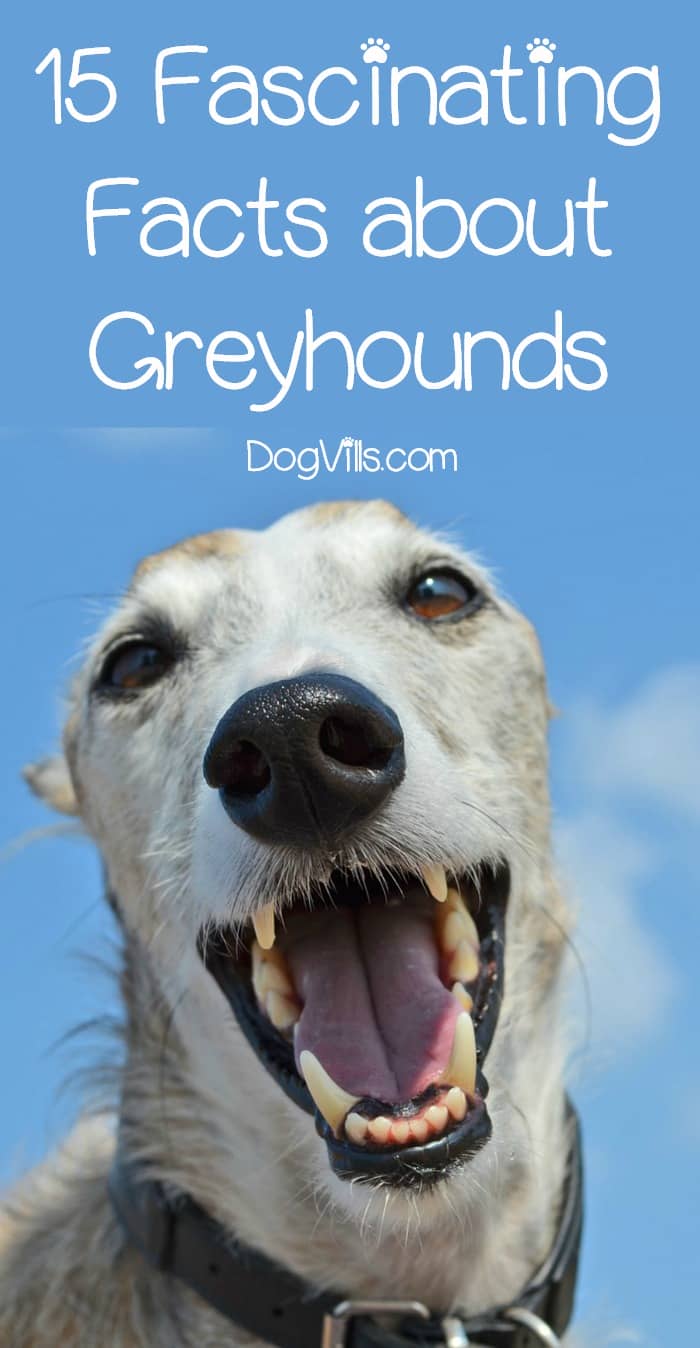 15 Fascinating Facts About Greyhound The Fastest Breed