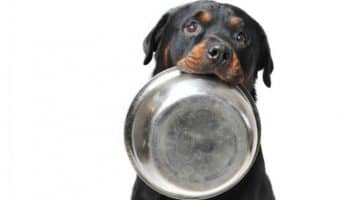 Do you know how to figure out what your dog is allergic to? If not, don't feel bad. I had no idea before I began my journey of parenting a dog with food allergies! In this definitive guide, we’ll go over everything from determining whether your dog actually has an allergy, what type of allergy he has, and what to do!